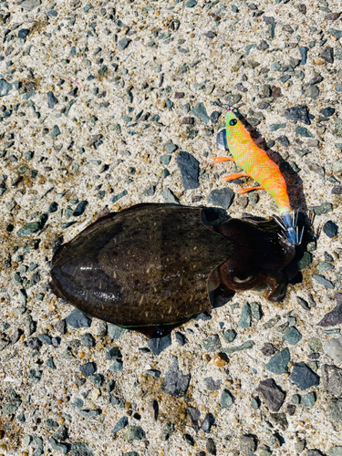 アオリイカの釣果