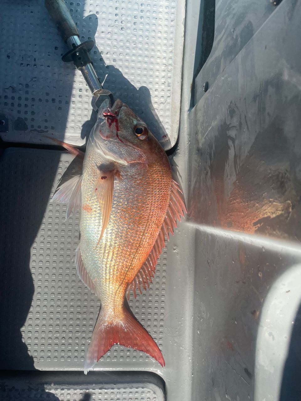 めたるじぐおさんの釣果 2枚目の画像