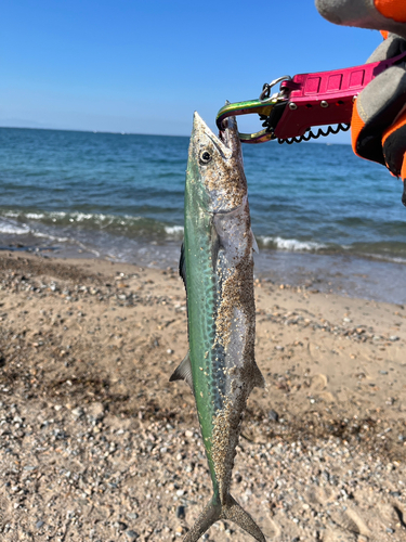 サゴシの釣果