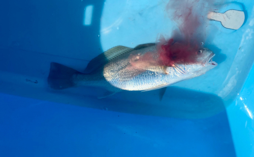 イシモチの釣果