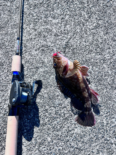 カサゴの釣果