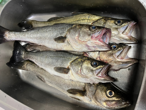 シーバスの釣果