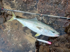 ヤズの釣果