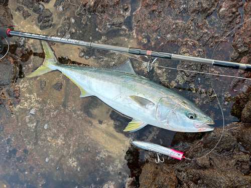 ヤズの釣果