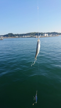 イワシの釣果