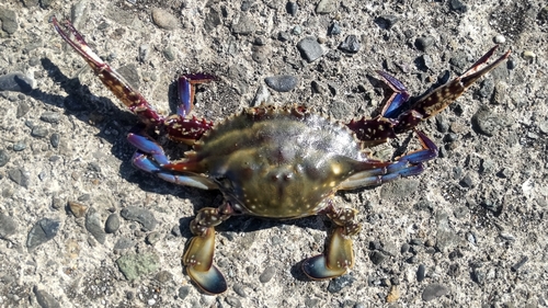 ワタリガニの釣果