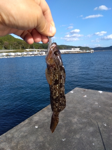 アイナメの釣果