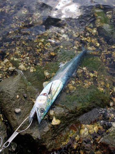 サゴシの釣果