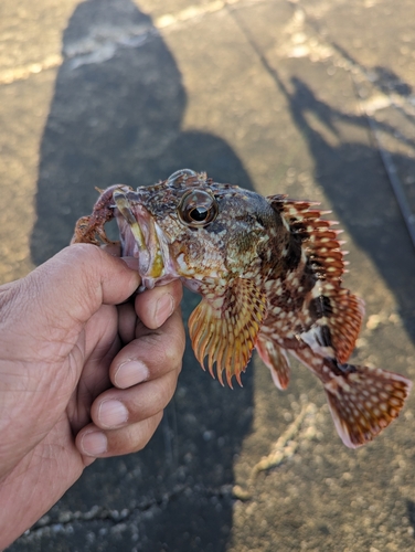 カサゴの釣果