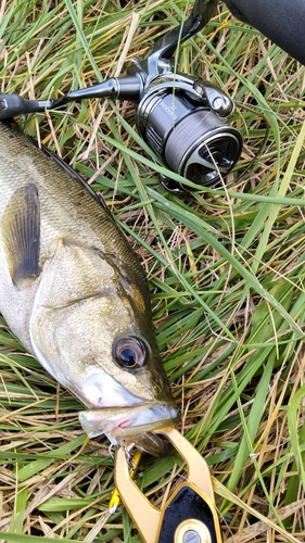 釣果