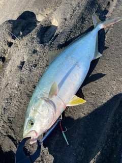 ハマチの釣果