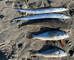 マゴチの釣果