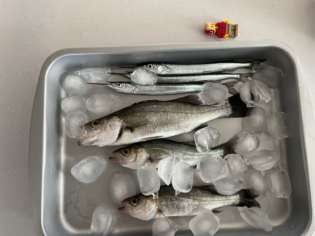 セイゴ(ヒラスズキ)