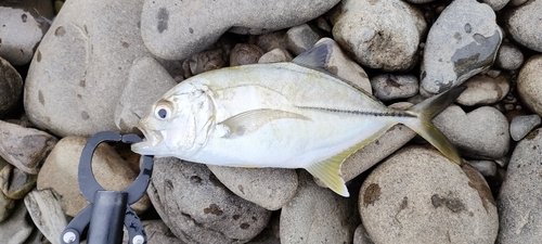 メッキの釣果