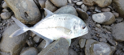 メッキの釣果