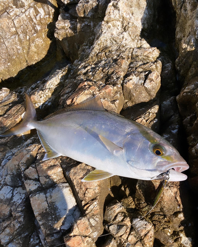 シオの釣果