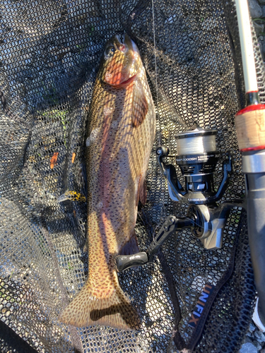 ニジマスの釣果