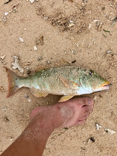 ムネアカクチビの釣果