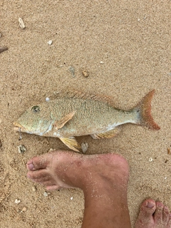 ムネアカクチビの釣果