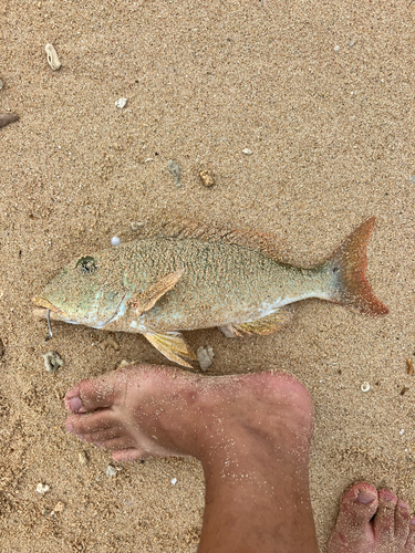 ムネアカクチビの釣果