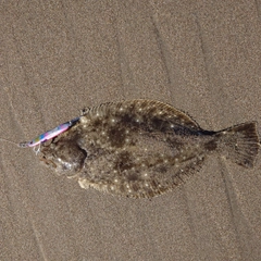 ソゲの釣果