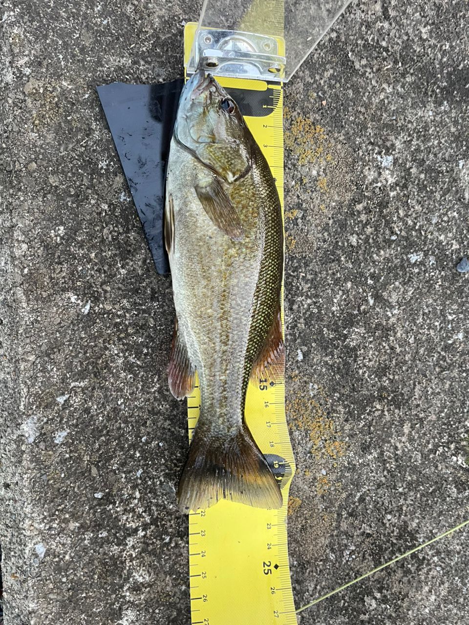 スモールマウスバス