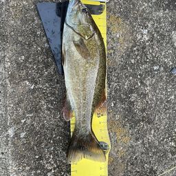 スモールマウスバス