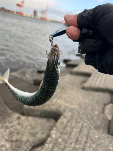 サバの釣果