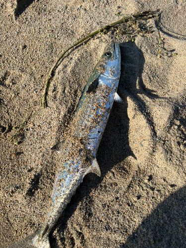 サゴシの釣果