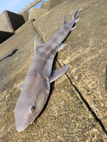 ドチザメの釣果