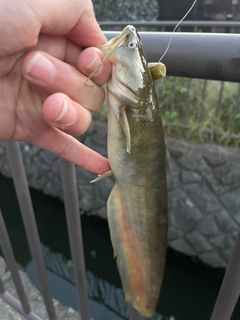 ニホンナマズの釣果