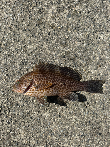 オオモンハタの釣果