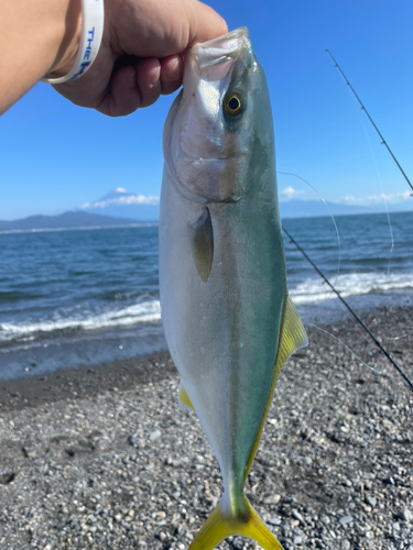 イナダの釣果