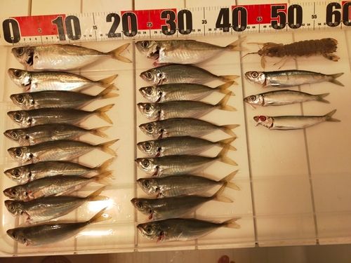 シャコの釣果