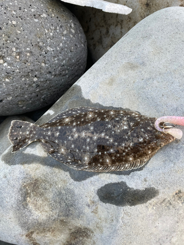 ソゲの釣果