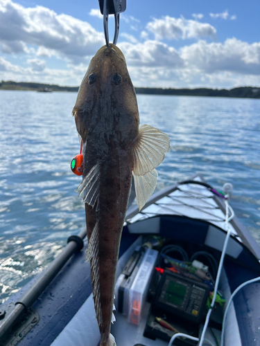 マゴチの釣果