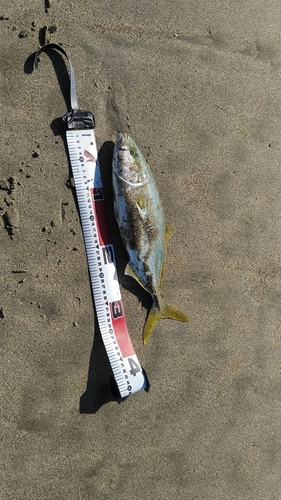 ツバスの釣果