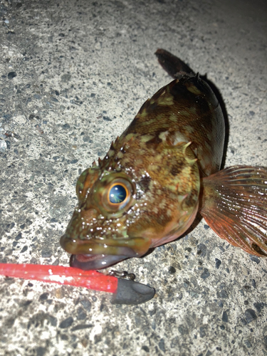 アラカブの釣果