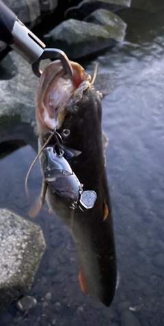 ナマズの釣果