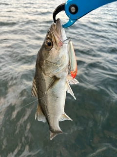 スズキの釣果