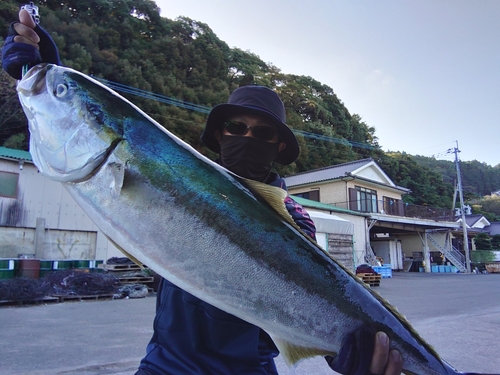 ブリの釣果