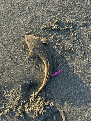 マゴチの釣果