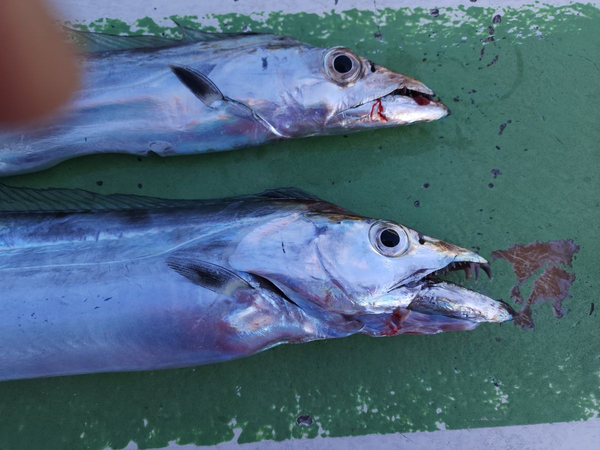 じゅんこママさんの釣果 2枚目の画像