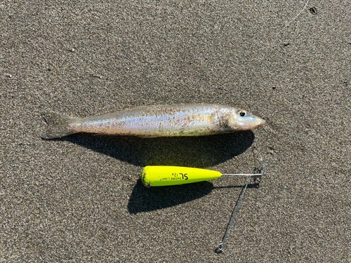 シロギスの釣果