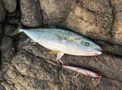 ヤズの釣果