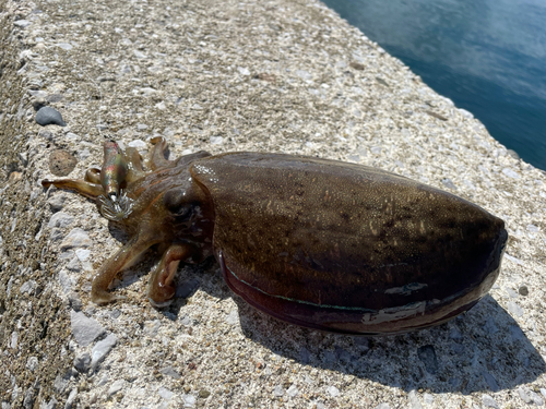 コウイカの釣果