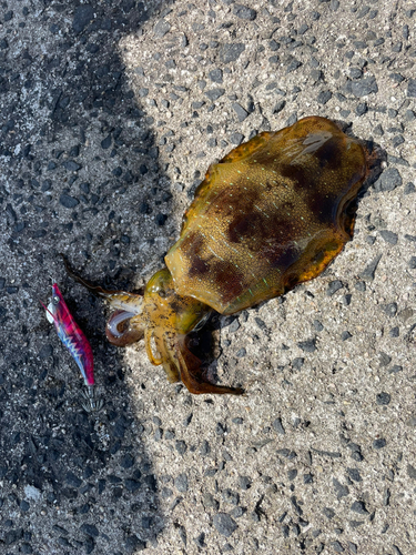 コウイカの釣果