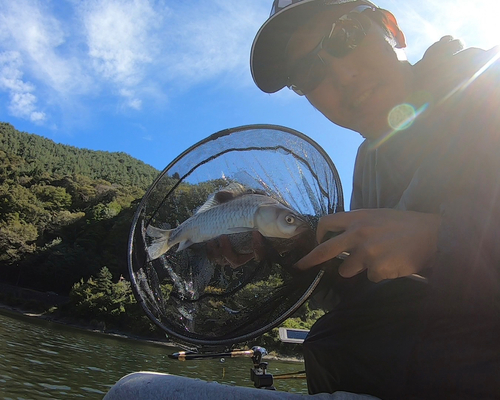 ヘラブナの釣果