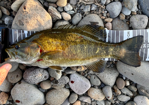 スモールマウスバスの釣果