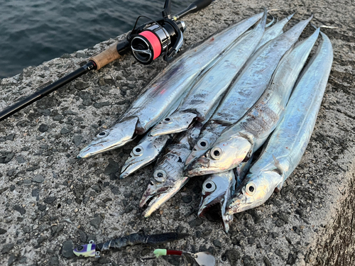 タチウオの釣果